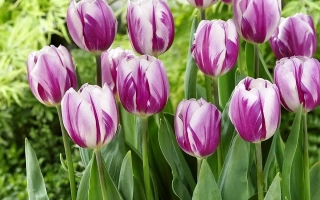 Тюльпаны Флаинг Дачмен на фоне зелени