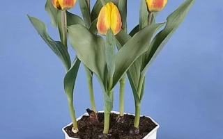 Тюльпаны Флаир в белом горшке на синем фоне
