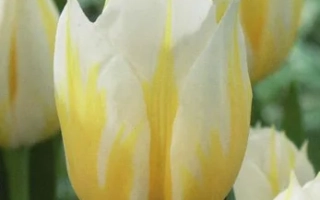 Желто-белые тюльпаны сорта Фламинг Кокуетте на фоне зелени