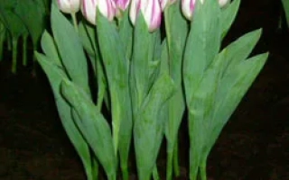 Тюльпаны Flaming Flag - Фламинг Флаг