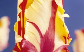 Тюльпан Фламинг Паррот с красно-желтыми лепестками на синем фоне