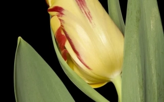 Желтый тюльпан с красными полосами на темном фоне - Фламинг Перфектион