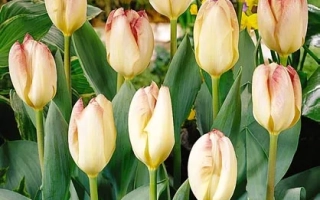 Фламинг Пуриссима