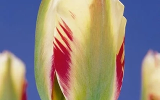 Фламинг Спринггрээн