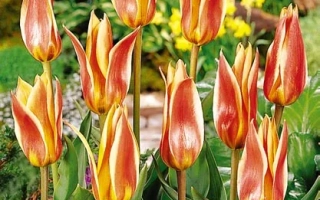 Фламинг Стар