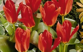 Фламинг Йос