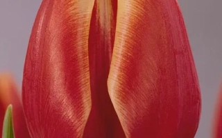 Фловэр Принцэсс