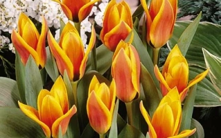 Фловердаль