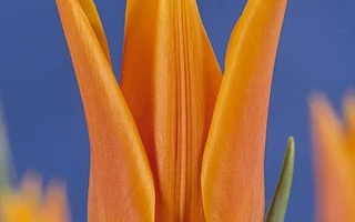 Фоккэр Фан-Фан