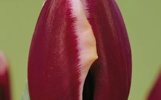 Фонтаинэблэау