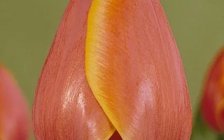 Форготтэн Дримс