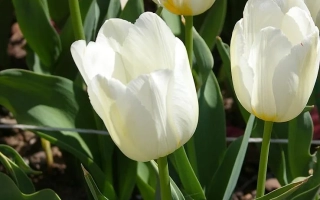 Белые тюльпаны на фоне зелени - Франсуаза