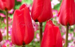 Красные тюльпаны на фоне зелёной листвы и розовых цветов - ФРИНДЖИД АПЕЛЬДОРН