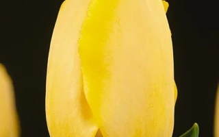 Fringed Golden Apeldoorn