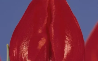 Гандэр Спэциал