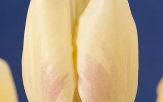 Гандэр'с Оувэртурэ