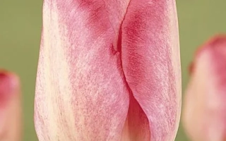 Гандэрс Рапсоди