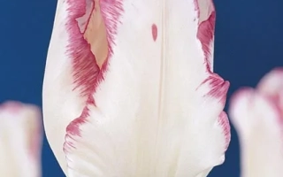 Гардэн Бюти