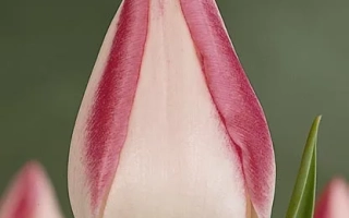 Гардэн Парти