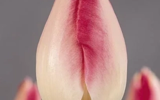 Гардэн Пикчюр