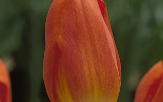 Гэнэраал дэ Wэт