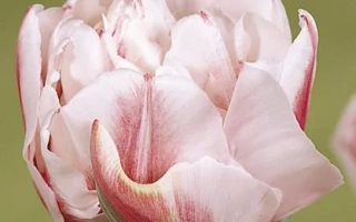 Гэрбранд Киэфт