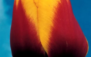 Гэррит ван дэр валк