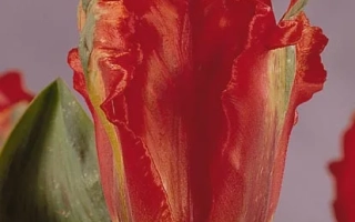 Гиант Паррот