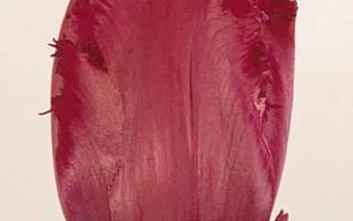 Тюльпан Гипсь Ловэ