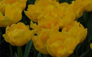 Желтые тюльпаны сорта Гиронда на темном фоне - Гирондэ