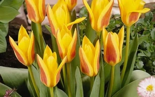 Желтые тюльпаны сорта Гиусэппэ Вэрди на фоне зелени и камней