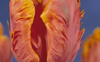 Тюльпан сорта Гласност на синем фоне