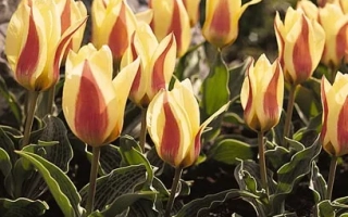 Тюльпаны желто-красного цвета на фоне камней - ГлГјцк