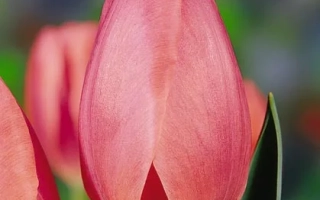 Розовый тюльпан на размытом фоне - Глоwинг Пинк