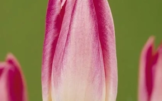 Тюльпаны розово-белого цвета на зелёном фоне - Гоэдэлэ