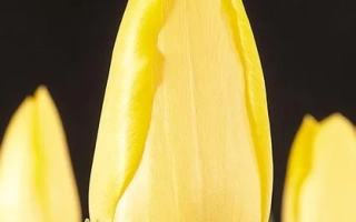 Желтые тюльпаны на черном фоне - Голд Бэрьл