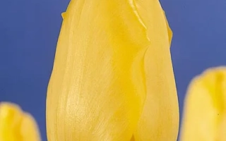 Желтый тюльпан на синем фоне - Голд Цить