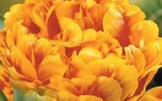 Семена тюльпанов Gold Dust - Голд Дуст