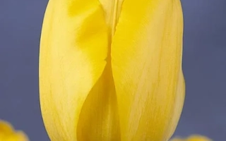 Желтый тюльпан на фиолетовом фоне - Голдэн Апэлдоорн