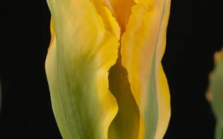 Желтый тюльпан на черном фоне - Голдэн Артист
