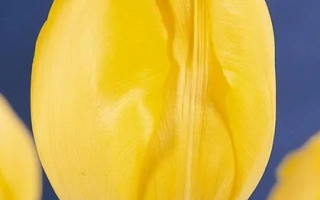 Желтый тюльпан на синем фоне - Голдэн Бригитта