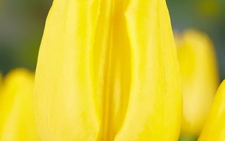 Yellow tulip against blurred flowers - Golden Future