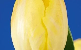 Yellow tulip on blue background - Golden Libretto