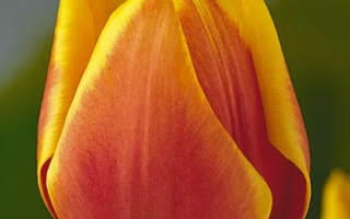Yellow-orange tulip against green background - Golden Mirjoran