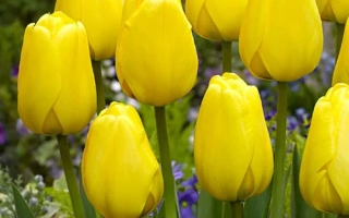 Желтые тюльпаны сорта Голден Оксфорд на фоне зелени и фиолетовых цветов