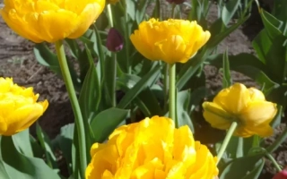 Жёлтые тюльпаны сорта Голден Ольга на фоне зелёных листьев и земли