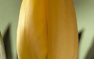 Yellow tulip variety Golden Oxford against green background