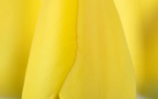 Желтый тюльпан Golden Parade от Jan de Wit en Zonen B.V. - Голден Парад