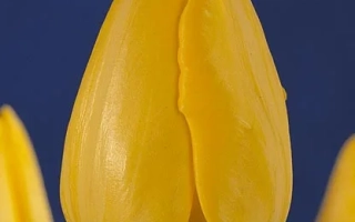Yellow tulip on blue background - Golden Present