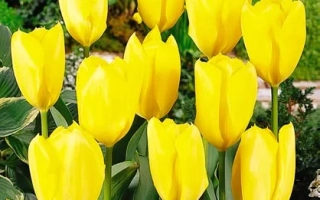 Yellow tulips of the Golden Purissima variety against green foliage